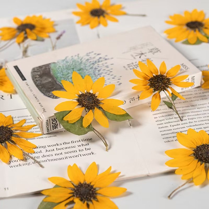 MNR1988 Dried Sunflower heads for Resin Pendant Necklace Craft DIY