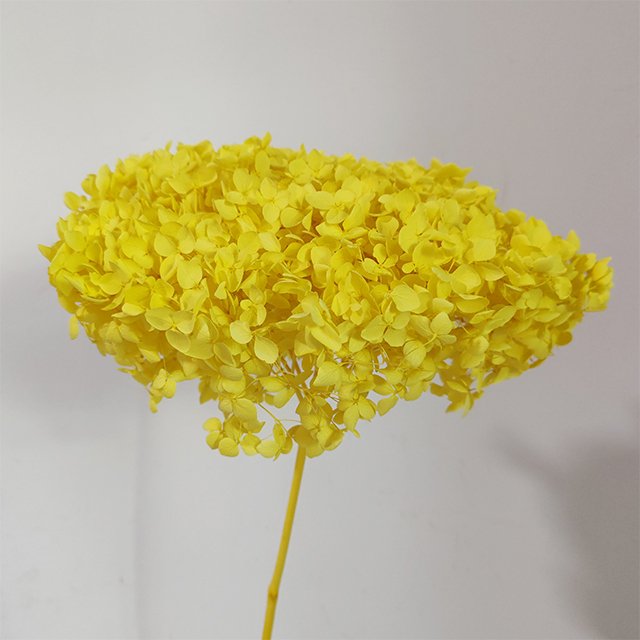 Hot Selling Multi-Color Anna Hydrangea Flowers 40cm Single Long Stem Preserved Plants from Yunnan