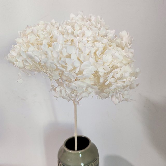 Hot Selling Multi-Color Anna Hydrangea Flowers 40cm Single Long Stem Preserved Plants from Yunnan