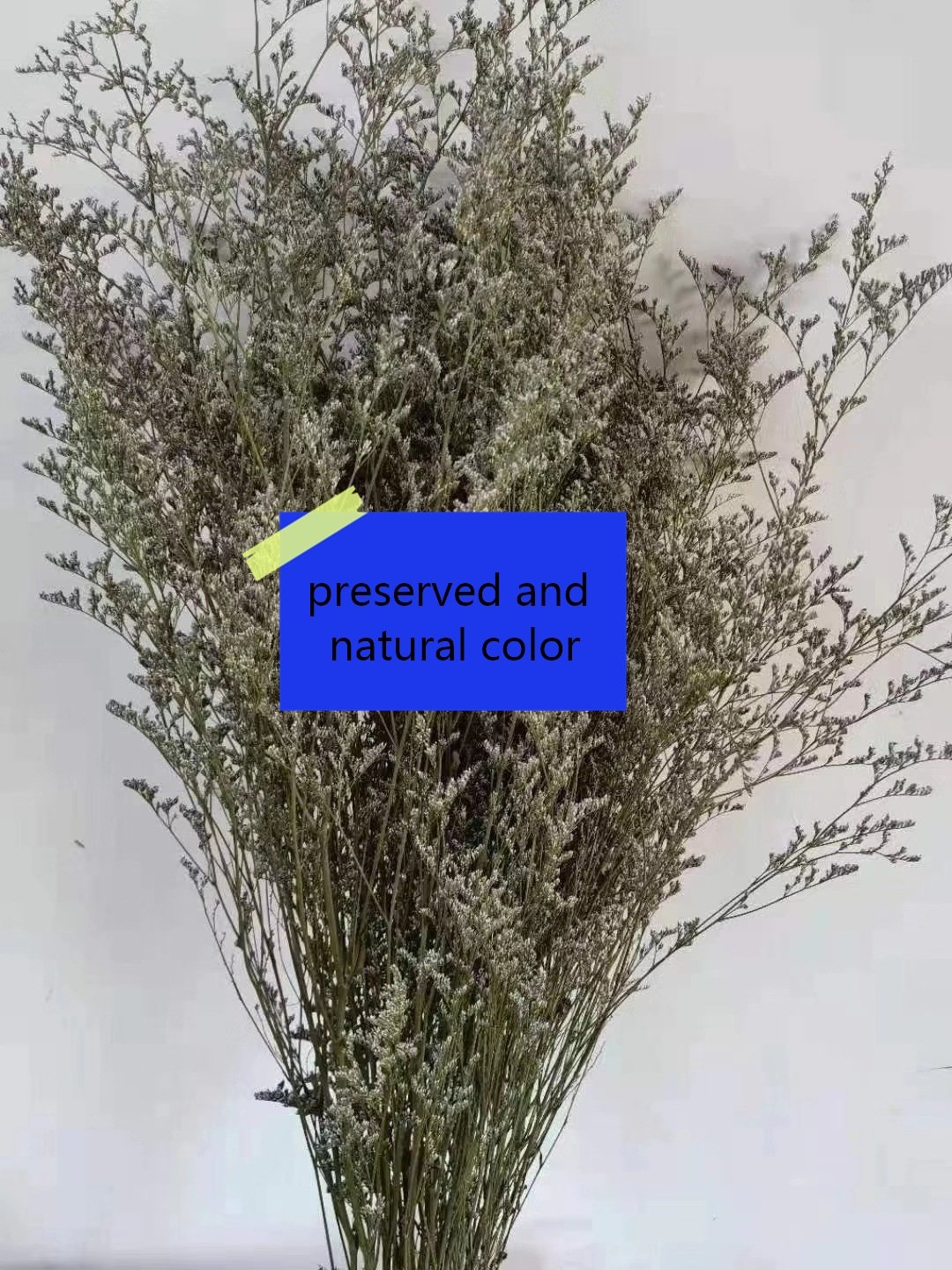 Wholesale natural preserved Limonium grass, German Statice, Sea lavender flower for floral arrangement