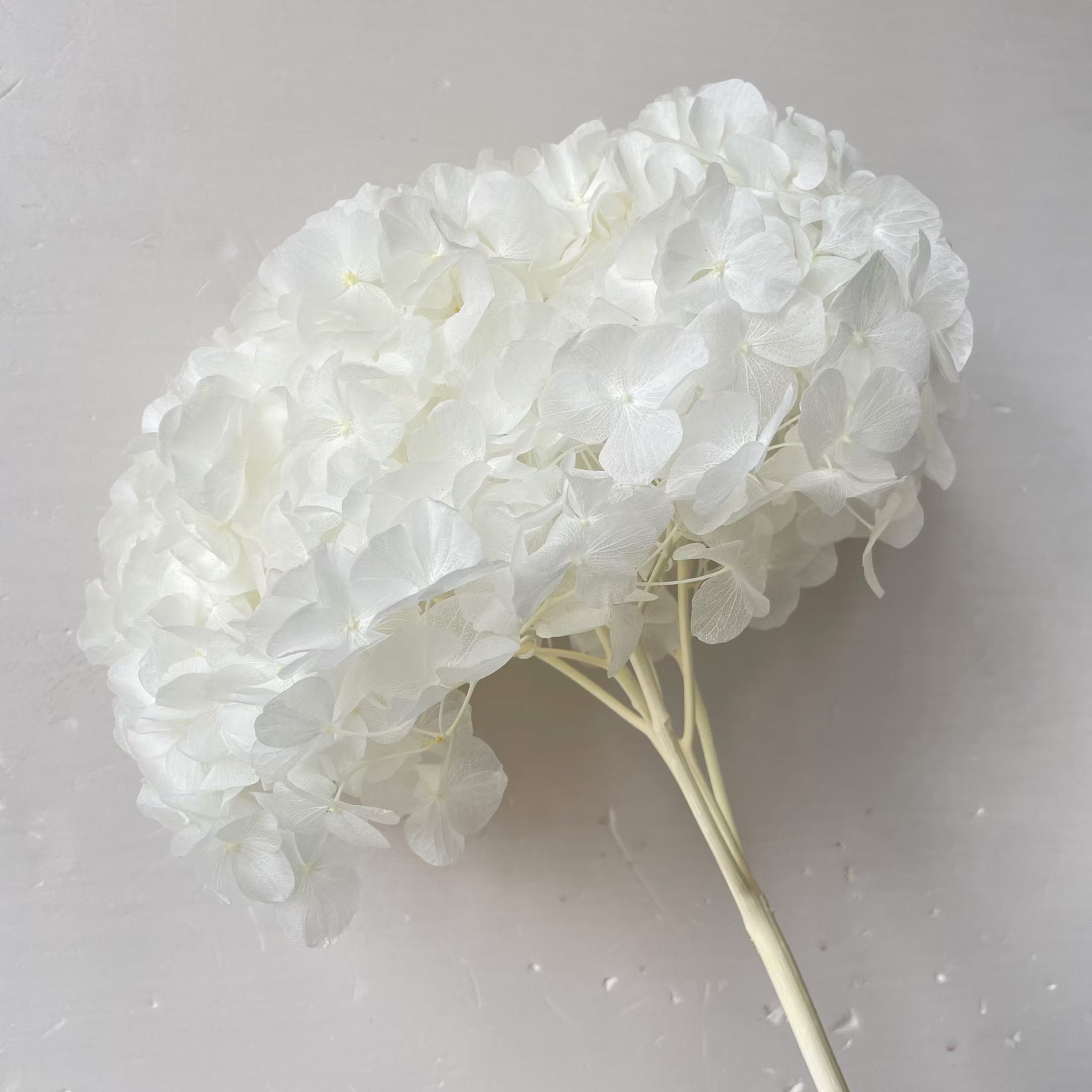 Best Selling Preserved Single Big Leaf Hydrangea Everlasting Forever Hortensia Hydrangea Embroidered Ball For Wedding Decoration