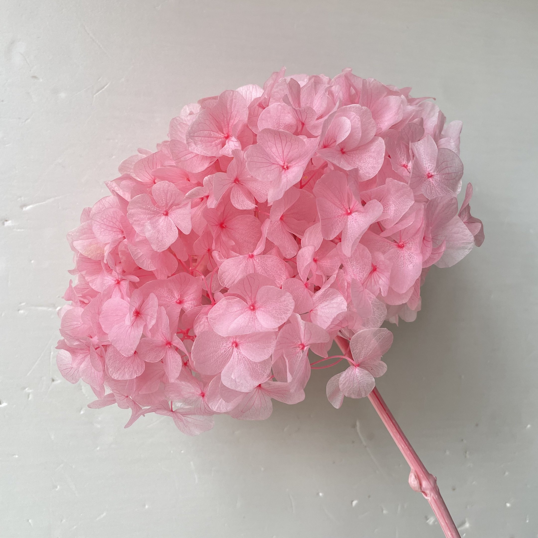 Best Selling Preserved Single Big Leaf Hydrangea Everlasting Forever Hortensia Hydrangea Embroidered Ball For Wedding Decoration
