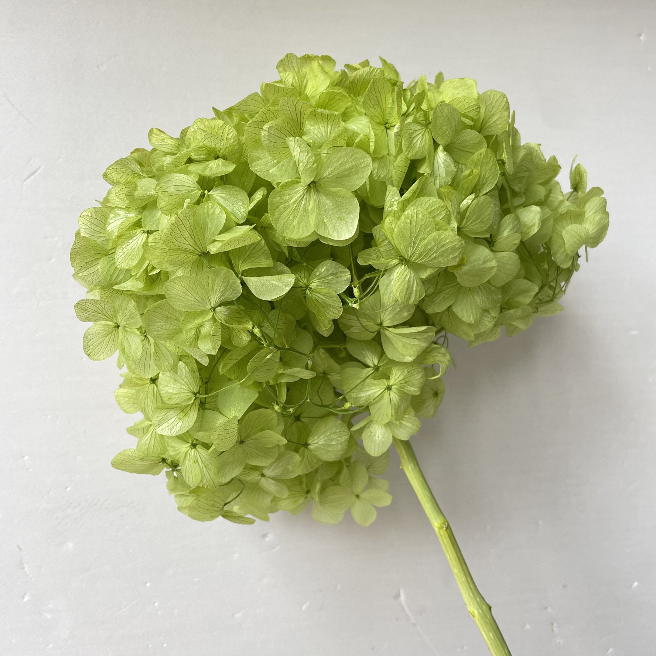 Best Selling Preserved Single Big Leaf Hydrangea Everlasting Forever Hortensia Hydrangea Embroidered Ball For Wedding Decoration