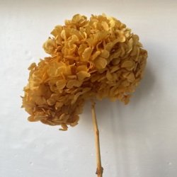 Ginger