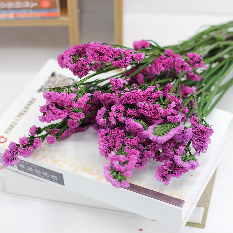Yunnan Real Natural Decorative Flower Preserved Forget Me Not Myosotis Eternal Limonium for Festival Decoration