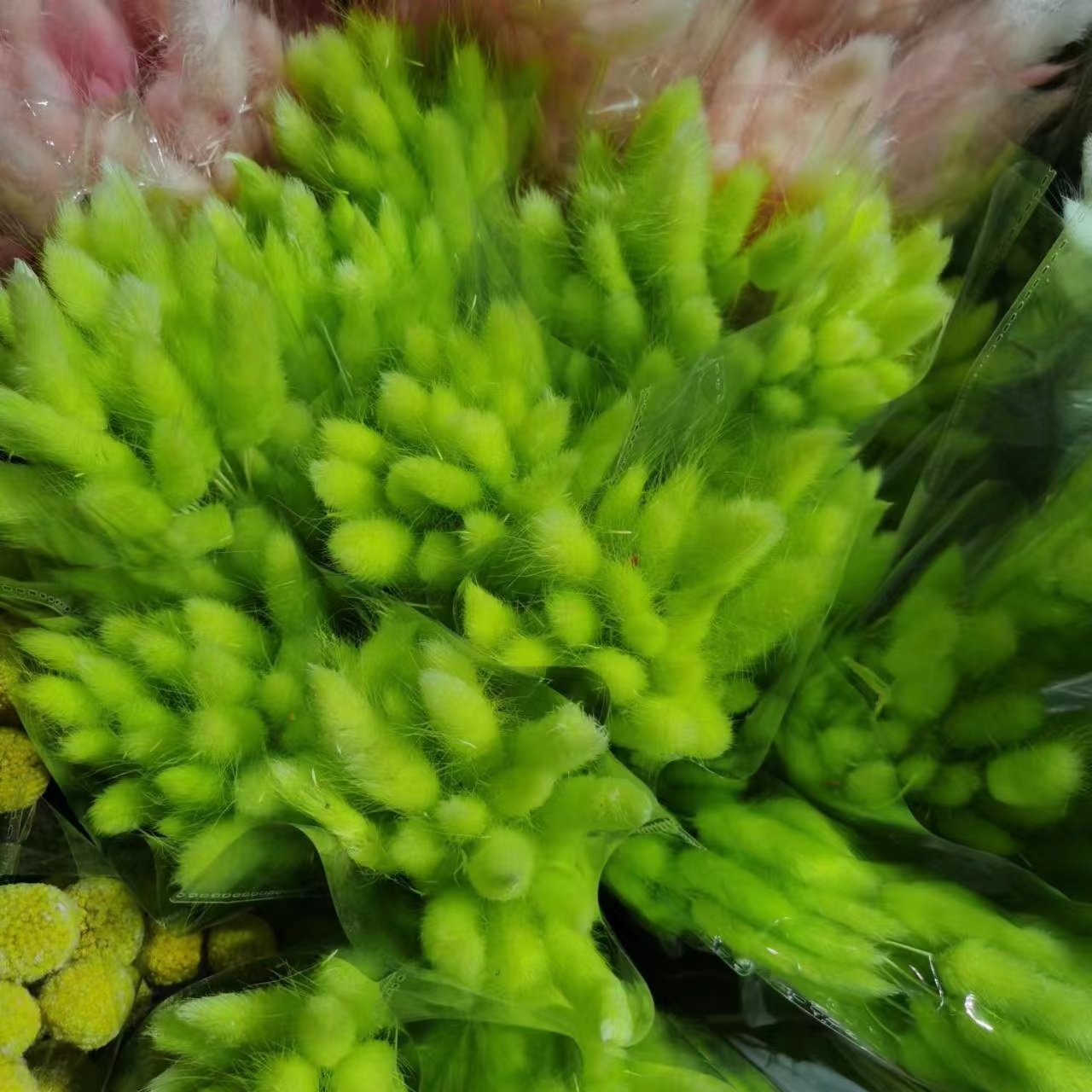Natural Pampas Bunny Tail Grass Preserved Rabbit Tail Grass Dried Flower Bouquet for Boho Home Decoration