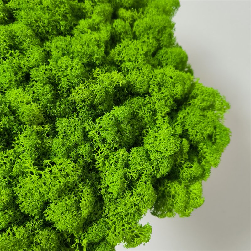 Green Moss Wall Stabilized Icelandic Lichen Reindeer Preserved Moss For Interior Decoration Logo Wall Terrariums Craft