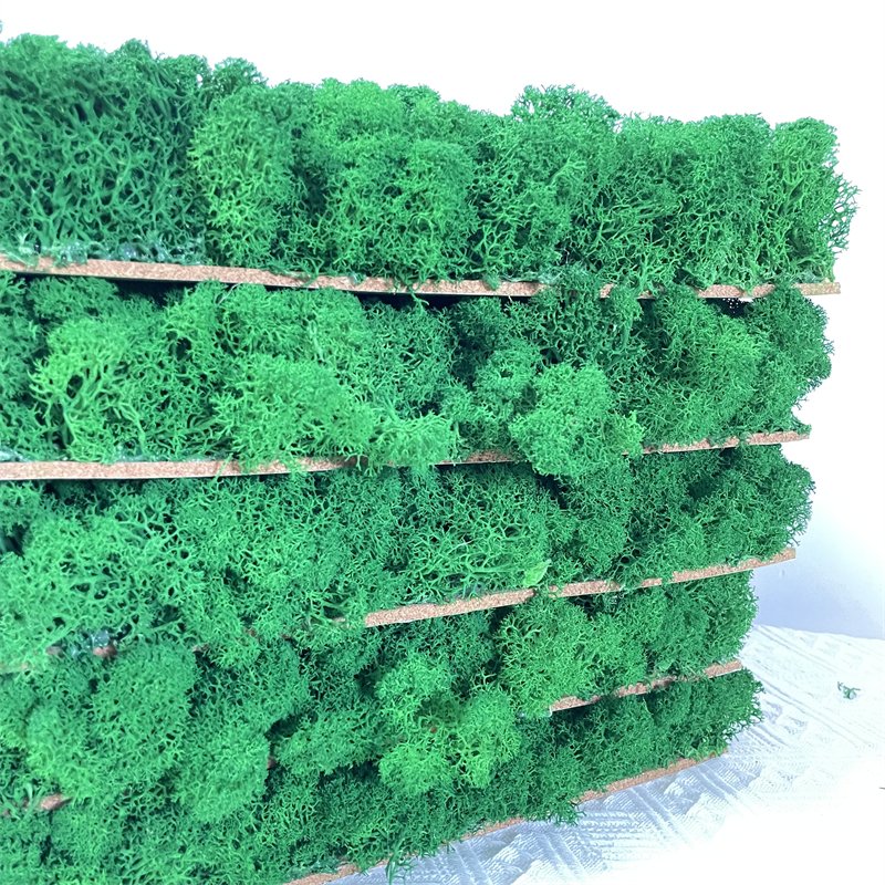 Green Moss Wall Stabilized Icelandic Lichen Reindeer Preserved Moss For Interior Decoration Logo Wall Terrariums Craft
