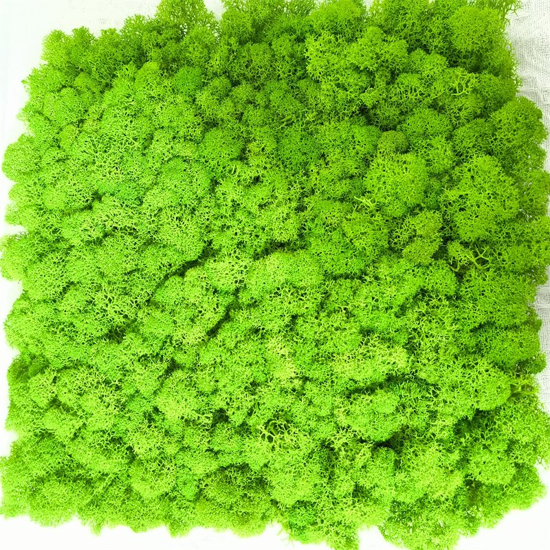Green Moss Wall Stabilized Icelandic Lichen Reindeer Preserved Moss For Interior Decoration Logo Wall Terrariums Craft