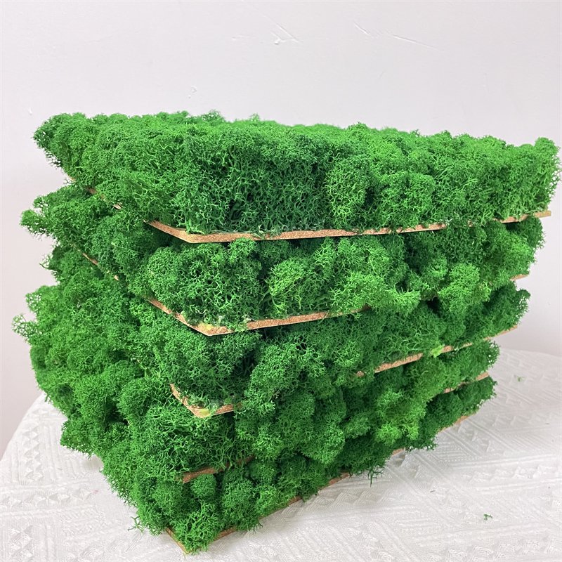 Green Moss Wall Stabilized Icelandic Lichen Reindeer Preserved Moss For Interior Decoration Logo Wall Terrariums Craft