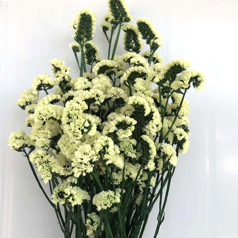 sale china wholesale price real fresh natural preserved flowers and plants forget me not flower