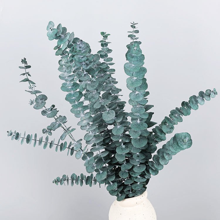 10pcs Natural Arrangement Eucalyptus Preserves Shower Leaves Dried Preserved Real Eucalyptus Leaf for Shower Bouquet Plant Stems