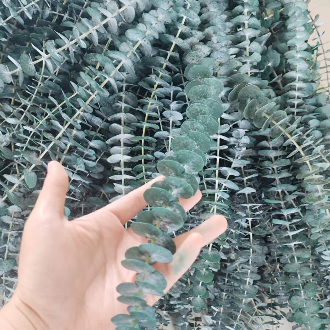 10pcs Natural Arrangement Eucalyptus Preserves Shower Leaves Dried Preserved Real Eucalyptus Leaf for Shower Bouquet Plant Stems
