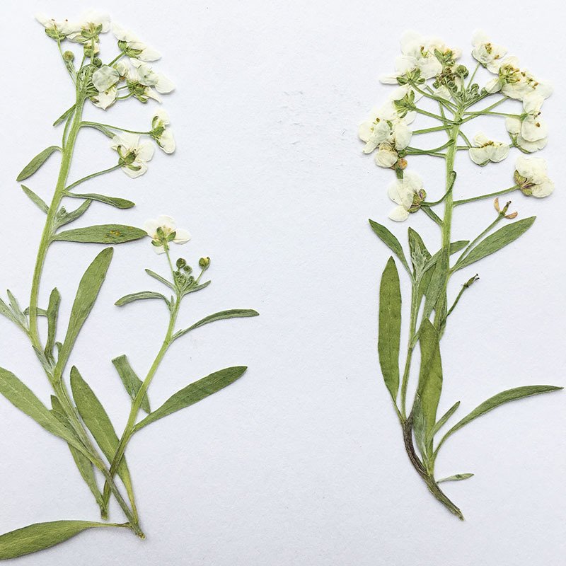 Scented snowball dried flower embossed diy scented wax candle hand-drop glue phone plant specimen
