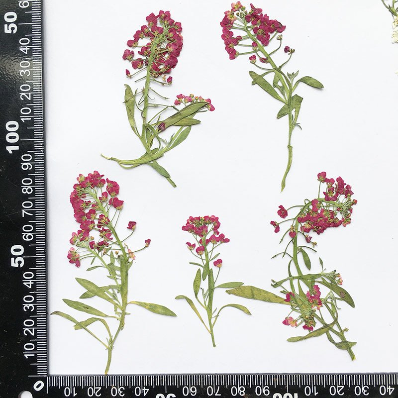 Scented snowball dried flower embossed diy scented wax candle hand-drop glue phone plant specimen