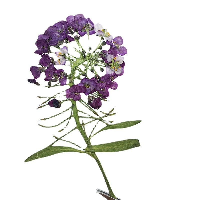 Scented snowball dried flower embossed diy scented wax candle hand-drop glue phone plant specimen