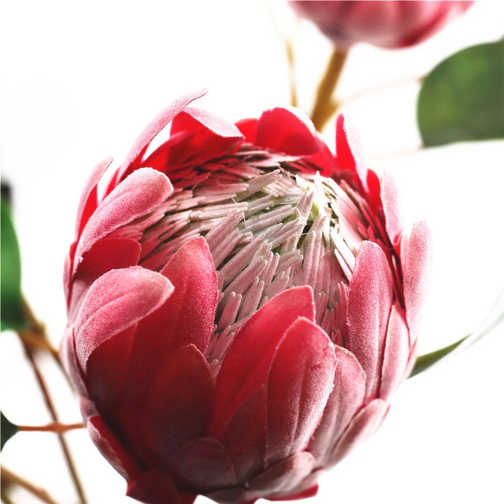 Ready to ship protea Artificial protea crynaroides silk flower stem for garden wedding