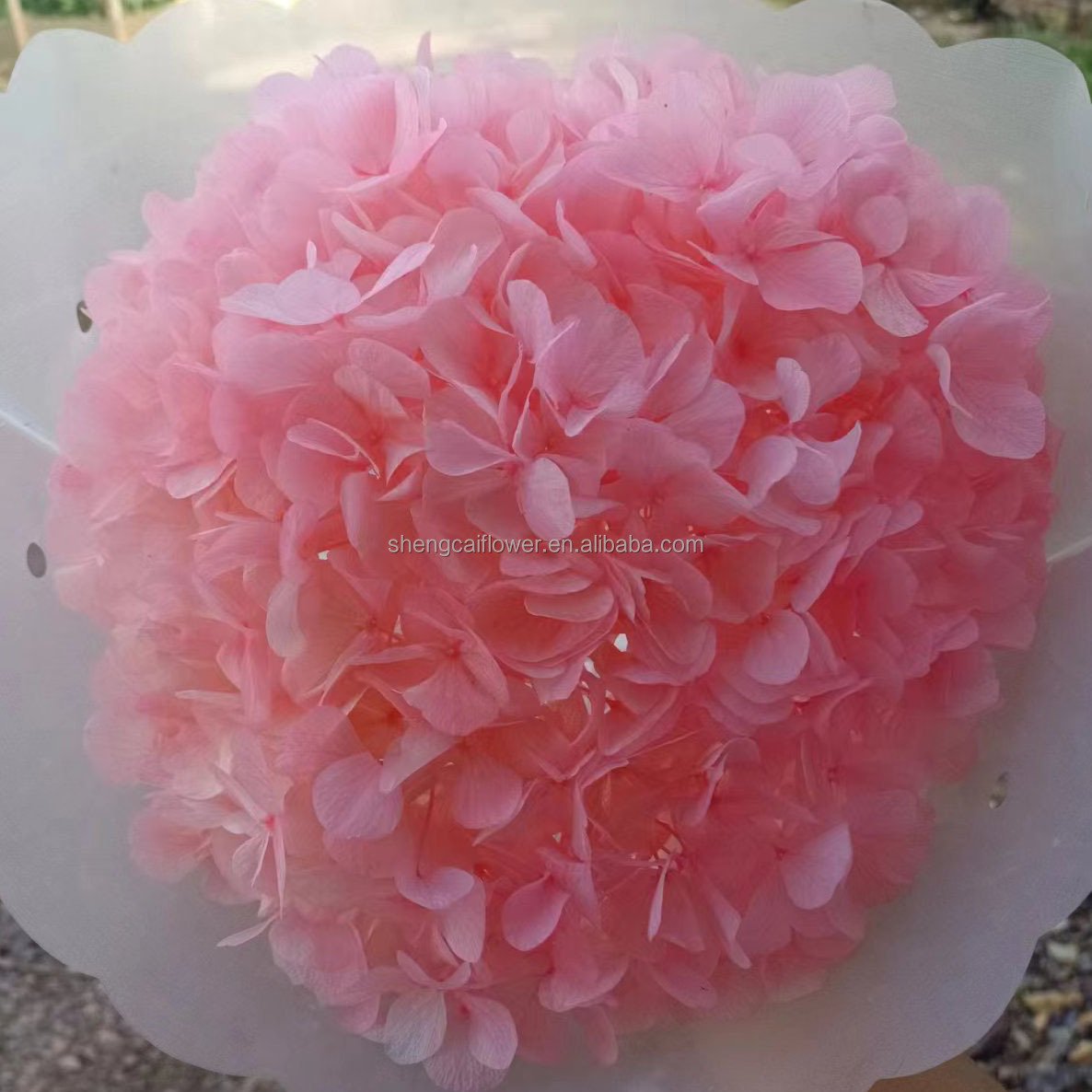 2024 Hot Dried Flowers Head Wholesale Preserved Hydrangea Dried Pink Anna Hydrangea Flower Home Wedding Decorations