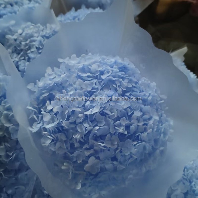 2024 Hot Dried Flowers Head Wholesale Preserved Hydrangea Dried Pink Anna Hydrangea Flower Home Wedding Decorations