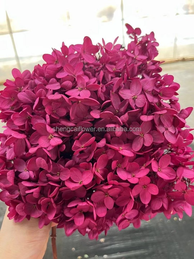 2024 Hot Dried Flowers Head Wholesale Preserved Hydrangea Dried Pink Anna Hydrangea Flower Home Wedding Decorations