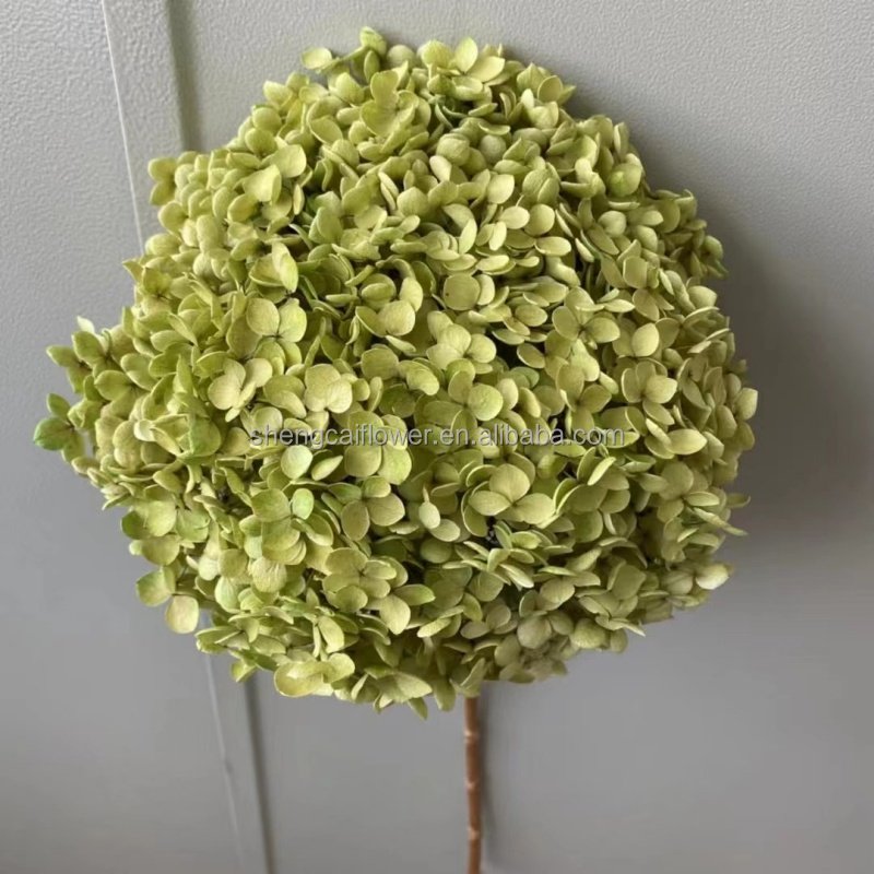 2024 Hot Dried Flowers Head Wholesale Preserved Hydrangea Dried Pink Anna Hydrangea Flower Home Wedding Decorations