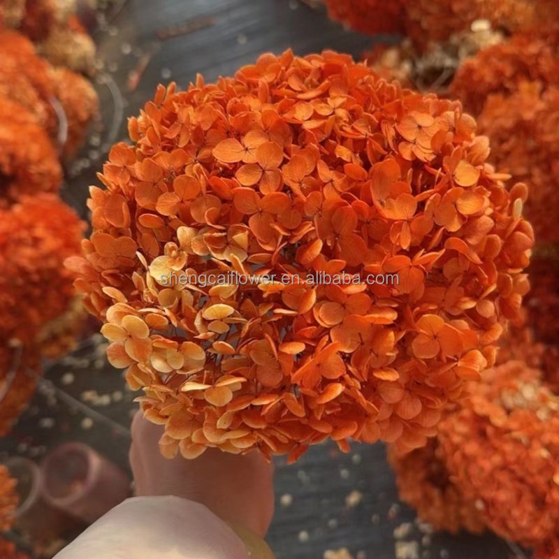 2024 Hot Dried Flowers Head Wholesale Preserved Hydrangea Dried Pink Anna Hydrangea Flower Home Wedding Decorations