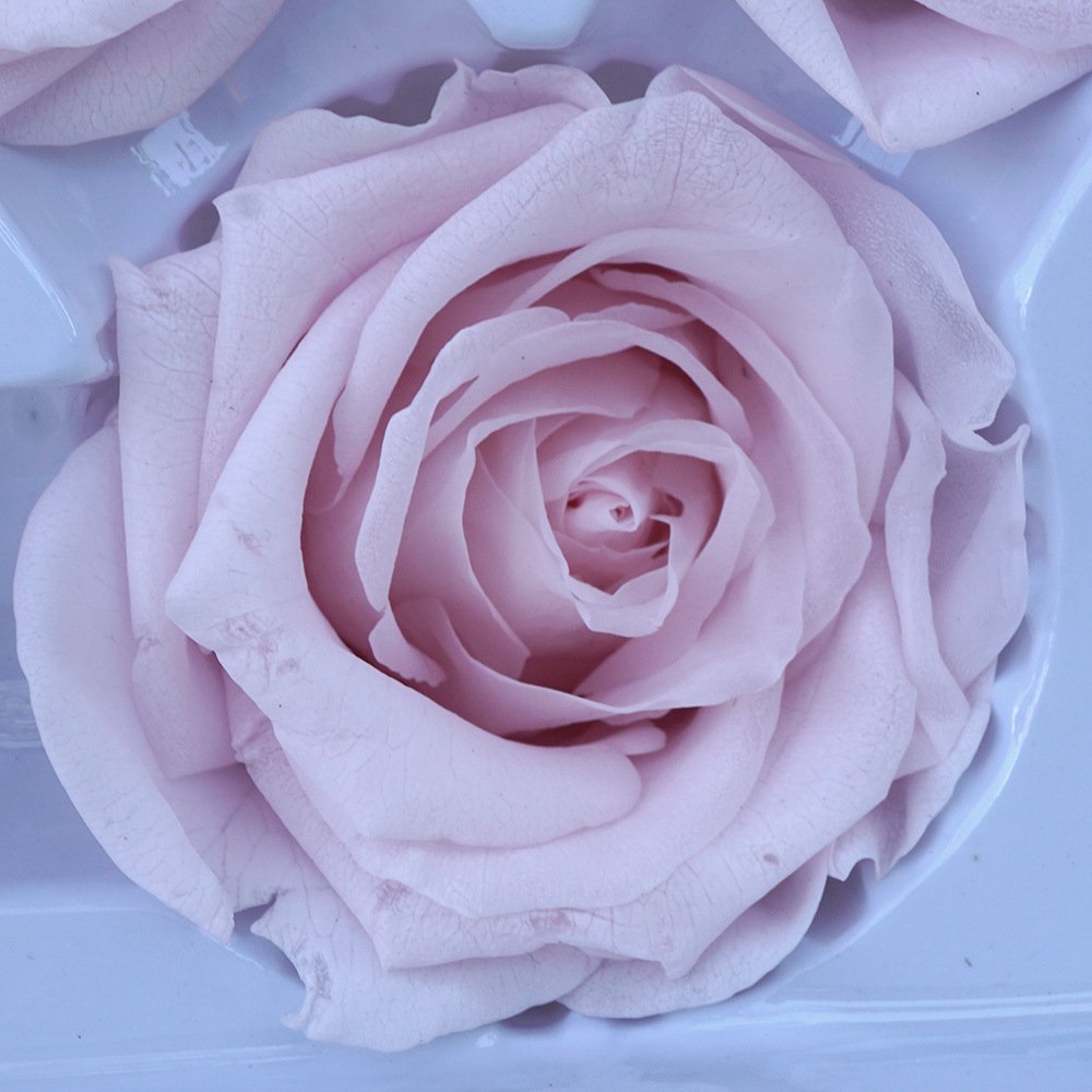 Grade A 5-6cm Preserved Flower Plants Eternity Dried Flowers Wholesale Customize White Black Rose Color Forever Rose Flowers
