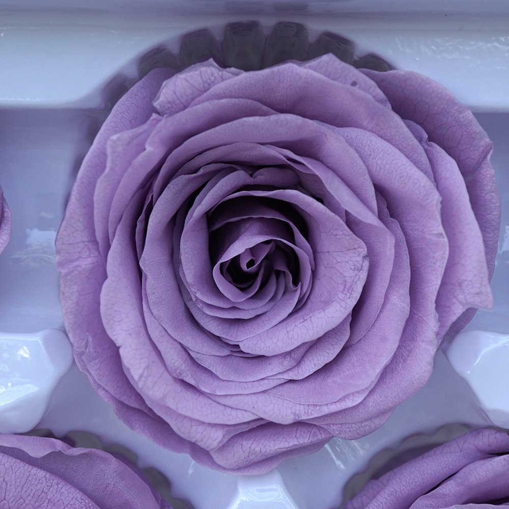 Grade A 5-6cm Preserved Flower Plants Eternity Dried Flowers Wholesale Customize White Black Rose Color Forever Rose Flowers