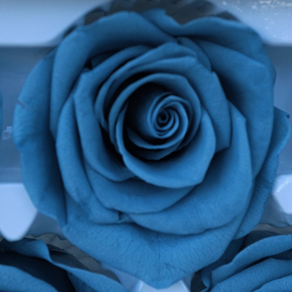 Grade A 5-6cm Preserved Flower Plants Eternity Dried Flowers Wholesale Customize White Black Rose Color Forever Rose Flowers