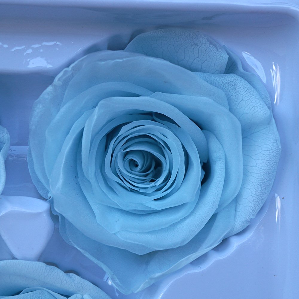 Grade A 5-6cm Preserved Flower Plants Eternity Dried Flowers Wholesale Customize White Black Rose Color Forever Rose Flowers