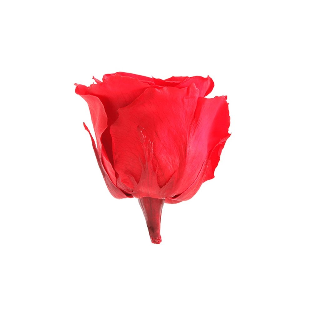 New Collection Luxury Stabilized Red Roses Beautiful Natural Rose Set For Wedding Decoration