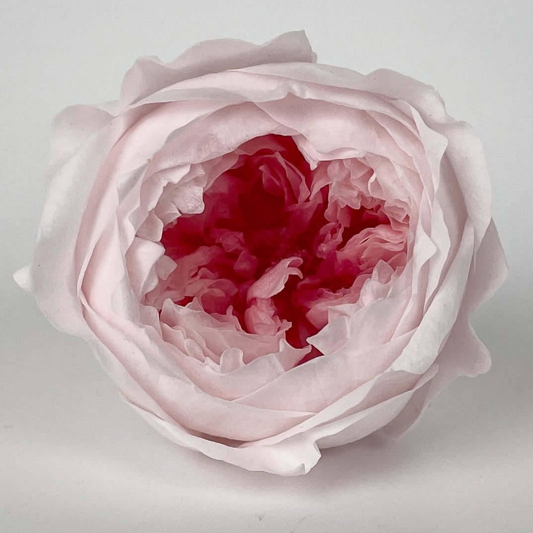 Natural Preserved Austin Rose Emortal Flowers For Valentine's Day Gift Wedding Home Decoration
