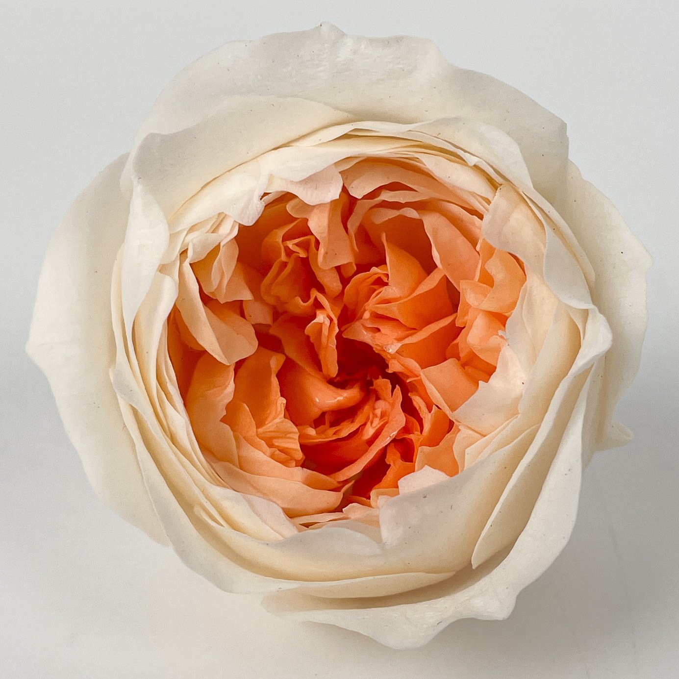 Natural Preserved Austin Rose Emortal Flowers For Valentine's Day Gift Wedding Home Decoration