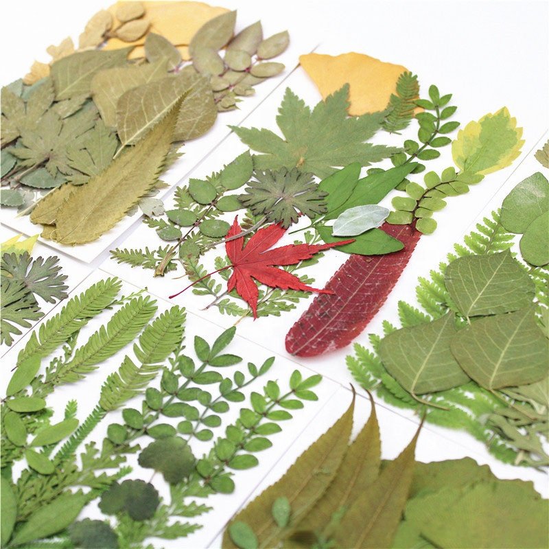 M103 Pressed Flowers Green Preserved Dried Woodland Fern Bontanicals Leaf Press Pressed Leaves For Soap Candle Frame Necklace