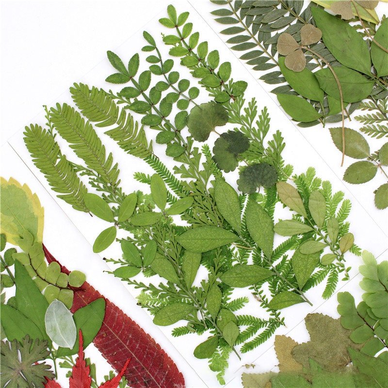 M103 Pressed Flowers Green Preserved Dried Woodland Fern Bontanicals Leaf Press Pressed Leaves For Soap Candle Frame Necklace