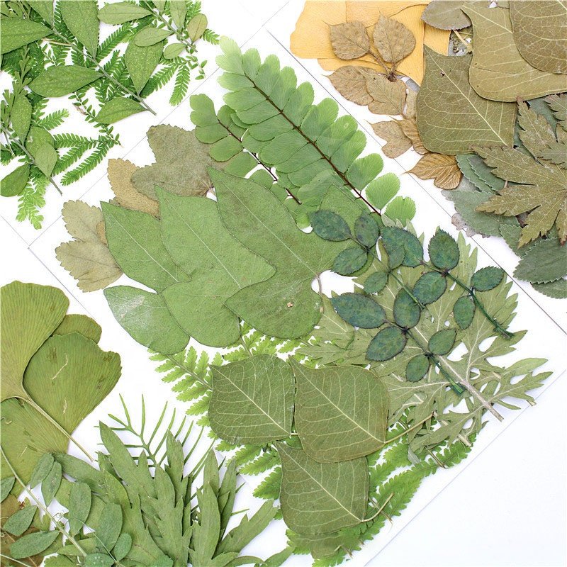 M103 Pressed Flowers Green Preserved Dried Woodland Fern Bontanicals Leaf Press Pressed Leaves For Soap Candle Frame Necklace