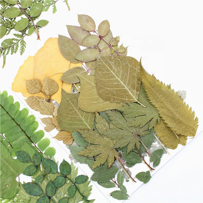 M103 Pressed Flowers Green Preserved Dried Woodland Fern Bontanicals Leaf Press Pressed Leaves For Soap Candle Frame Necklace