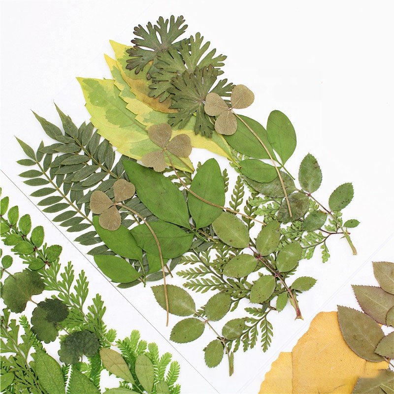 M103 Pressed Flowers Green Preserved Dried Woodland Fern Bontanicals Leaf Press Pressed Leaves For Soap Candle Frame Necklace