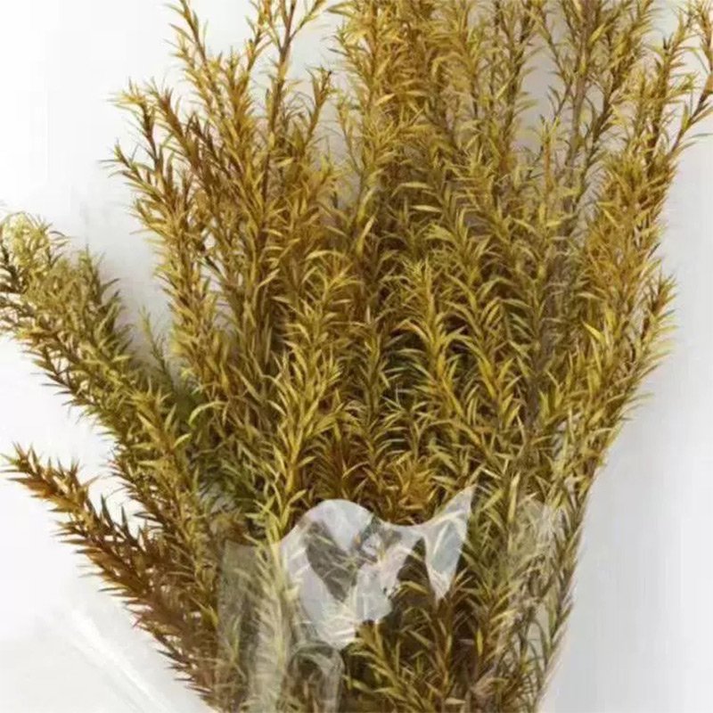 60CM 120g Real Dried Natural preserved Melaleuca Decorative Eternal Grass Forever Fresh Dry plants For Christmas Decoration