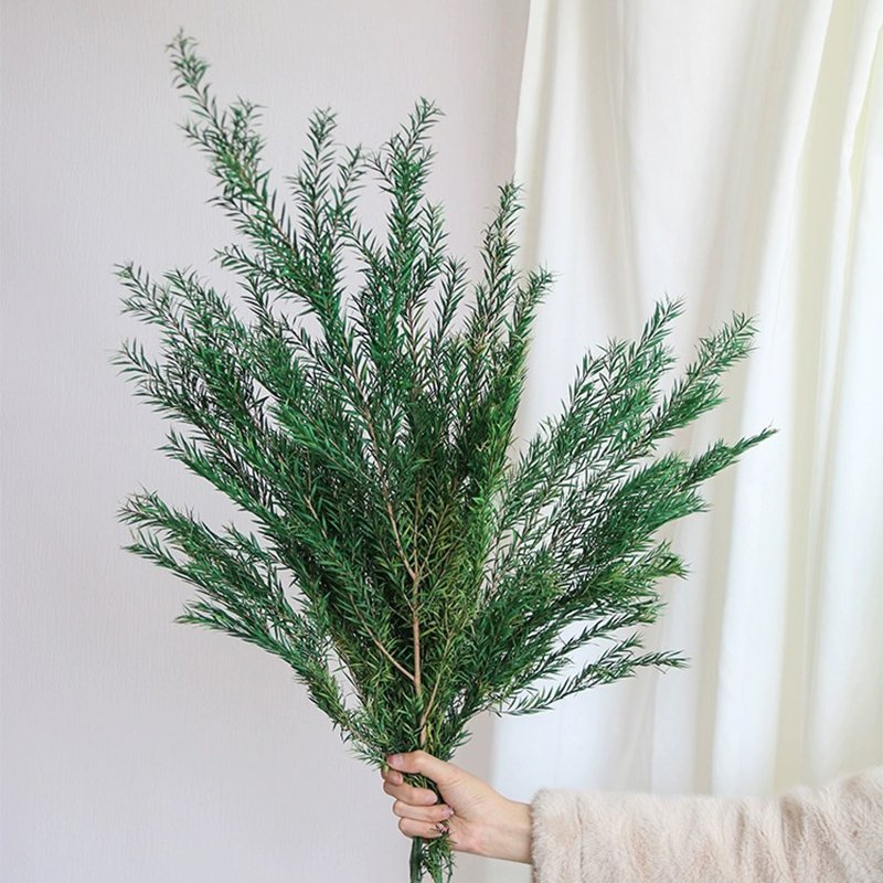 60CM 120g Real Dried Natural preserved Melaleuca Decorative Eternal Grass Forever Fresh Dry plants For Christmas Decoration