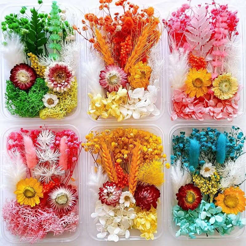 Colorful Preserved Flower Material Pack Plants Decor Dried Flower Material Diy Crafts Diy Accessory