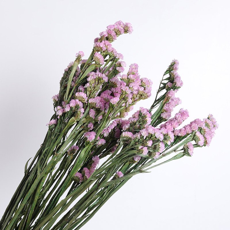 Yunnan factory wholesale preserved forget me not dried flower for home/wedding decoration flower arrangement