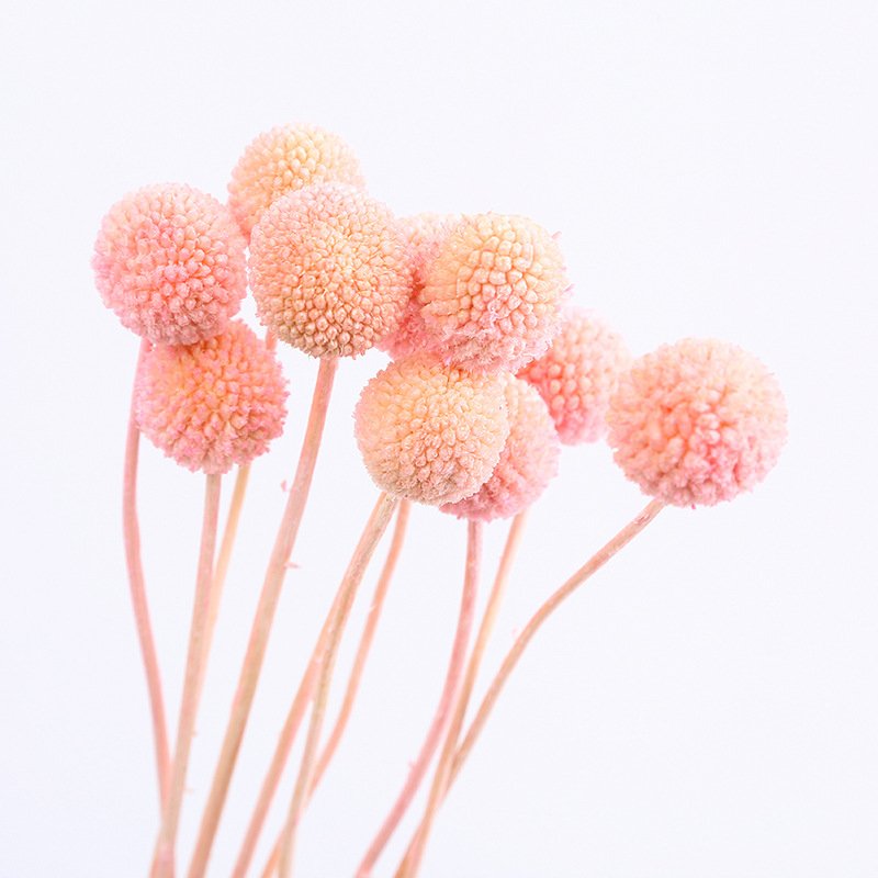 Yunnan 2023 most popular preserved craspedia Billy Ball Billy Button Decorative Flowers for Home Decoration
