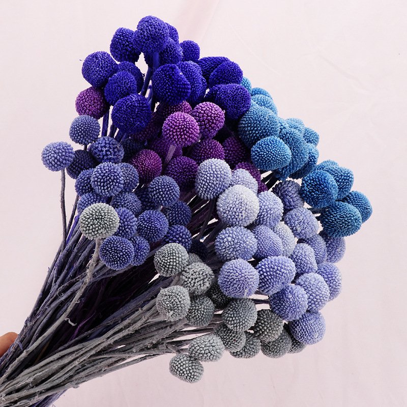 Yunnan 2023 most popular preserved craspedia Billy Ball Billy Button Decorative Flowers for Home Decoration