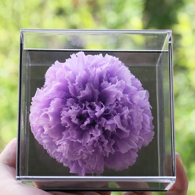 handmade single flowers preserved carnation large flower heads in acrylic box for home and wedding decoration