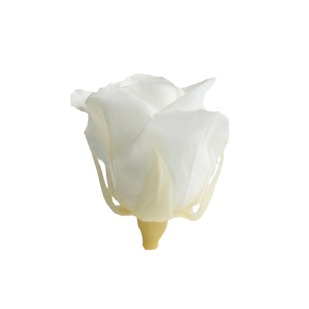 Most Selling Luxury Stabilized White Rose Beautiful Natural Rose Available At Custom Size