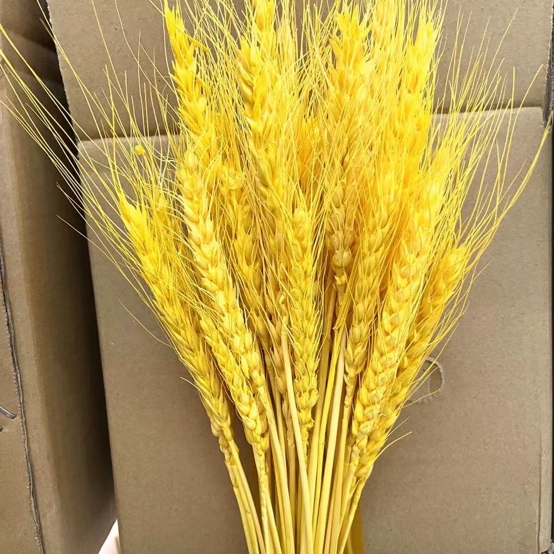Sumflora 100 Days Party Novelty Forever Long Lasting Eternal Flower Preserved Flower Glass Dome Gifts Dry Flowers Wheat