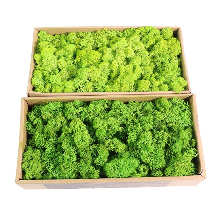 Real Natural Stabilized Moss Wall Art Decor Soft Decoration Lichen Moss Reindeer Preserved Moss for DIY Hotel Flower Wall
