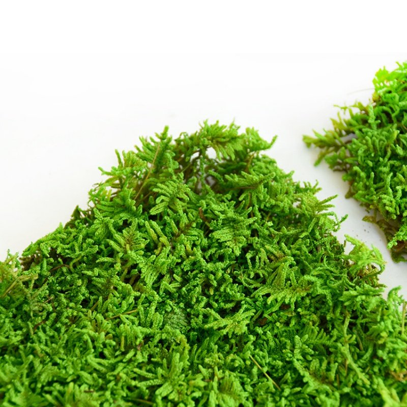 Real Natural Stabilized Moss Wall Art Decor Soft Decoration Lichen Moss Reindeer Preserved Moss for DIY Hotel Flower Wall