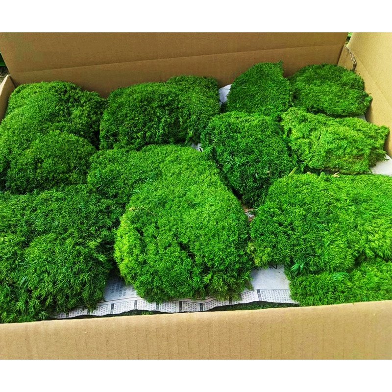 Real Natural Stabilized Moss Wall Art Decor Soft Decoration Lichen Moss Reindeer Preserved Moss for DIY Hotel Flower Wall